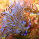 Illustration for article titled Striking Photographs Of Sea Slugs Expose The Alien World Under the Sea